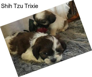Shih Tzu Trixie