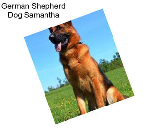 German Shepherd Dog Samantha