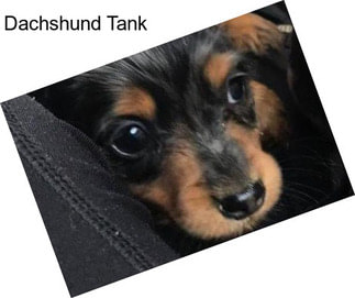 Dachshund Tank