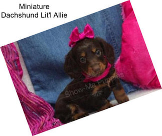 Miniature Dachshund Lit\'l Allie