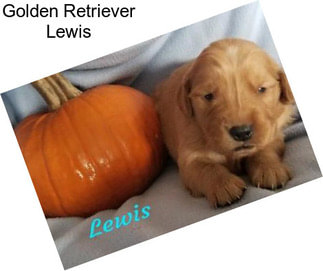 Golden Retriever Lewis