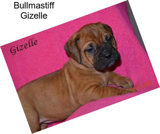 Bullmastiff Gizelle