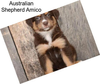 Australian Shepherd Amico