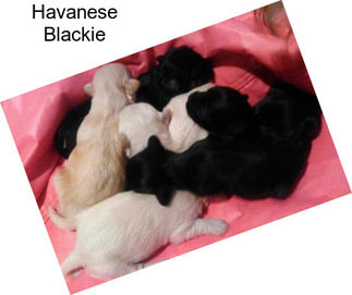 Havanese Blackie