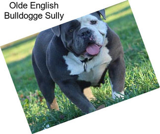 Olde English Bulldogge Sully