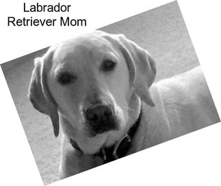 Labrador Retriever Mom