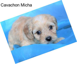 Cavachon Micha