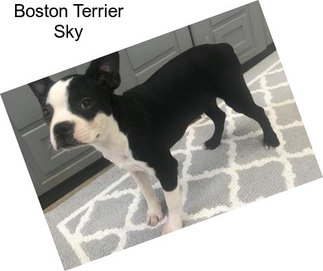 Boston Terrier Sky