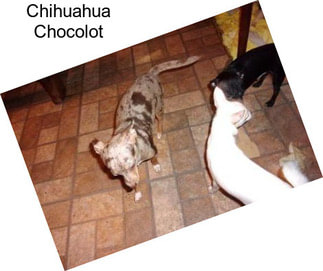 Chihuahua Chocolot