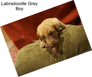 Labradoodle Grey Boy