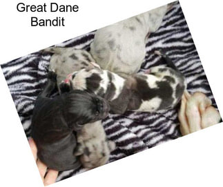 Great Dane Bandit