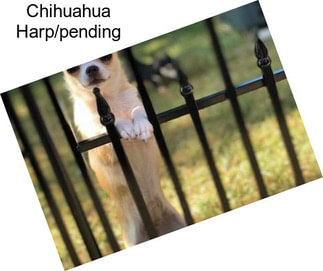 Chihuahua Harp/pending