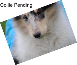 Collie Pending