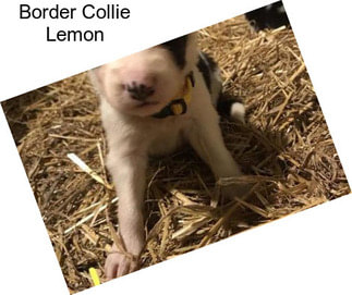 Border Collie Lemon