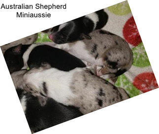 Australian Shepherd Miniaussie