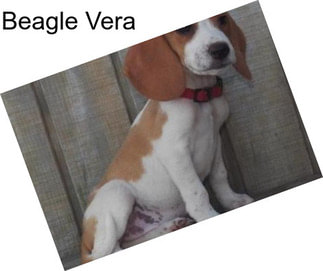 Beagle Vera