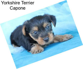 Yorkshire Terrier Capone