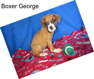 Boxer George