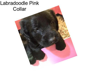 Labradoodle Pink Collar