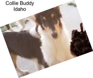 Collie Buddy Idaho