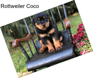 Rottweiler Coco