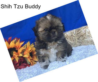 Shih Tzu Buddy