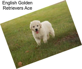 English Golden Retrievers Ace