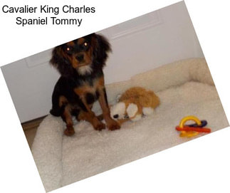 Cavalier King Charles Spaniel Tommy