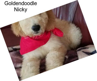 Goldendoodle Nicky