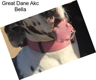 Great Dane Akc Bella