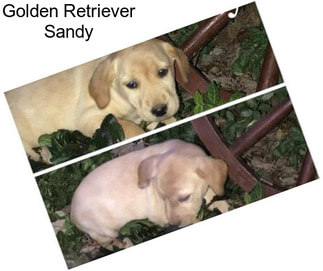 Golden Retriever Sandy