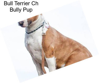 Bull Terrier Ch Bully Pup