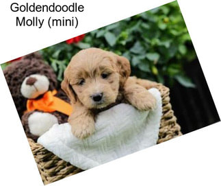 Goldendoodle Molly (mini)