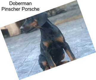 Doberman Pinscher Porsche