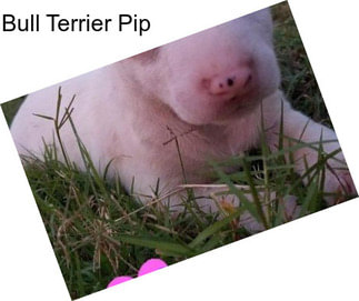 Bull Terrier Pip