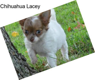 Chihuahua Lacey