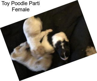 Toy Poodle Parti Female