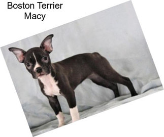 Boston Terrier Macy
