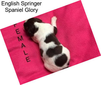 English Springer Spaniel Glory