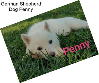 German Shepherd Dog Penny