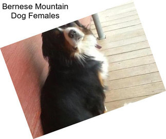 Bernese Mountain Dog Females