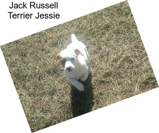 Jack Russell Terrier Jessie