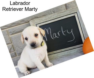 Labrador Retriever Marty