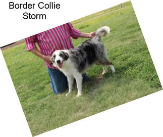 Border Collie Storm