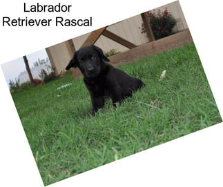 Labrador Retriever Rascal