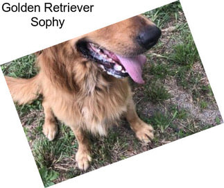 Golden Retriever Sophy