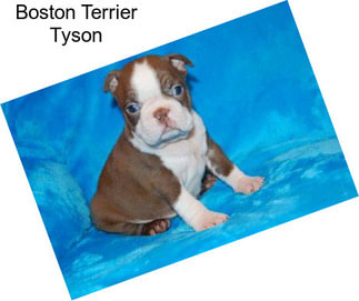 Boston Terrier Tyson