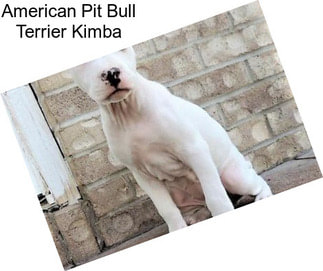 American Pit Bull Terrier Kimba
