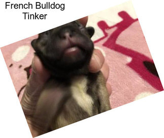 French Bulldog Tinker