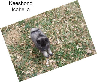 Keeshond Isabella